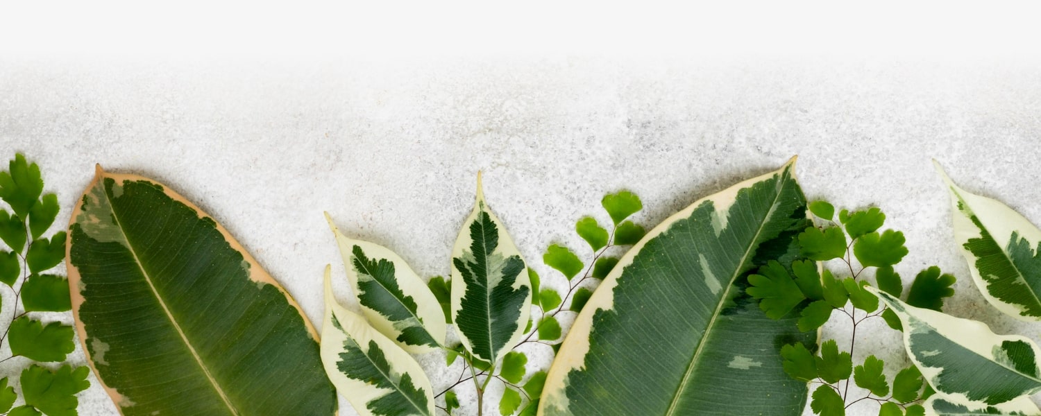 Subscribe to our public newsletter - BIOLA