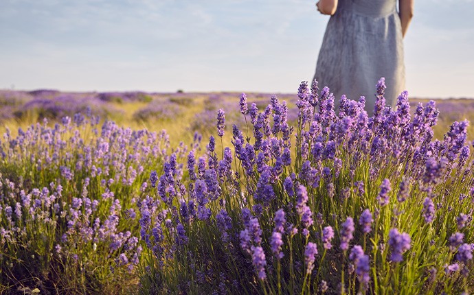 Lavender Natural cosmetics for nice, young and tight looking skin!