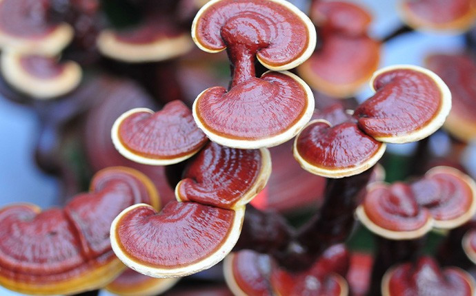 Reishi, ganoderma, naturopathic, powerful anti-inflammatory